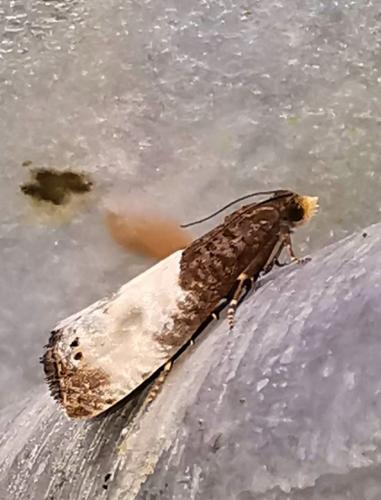 Notocelia cynosbatella
